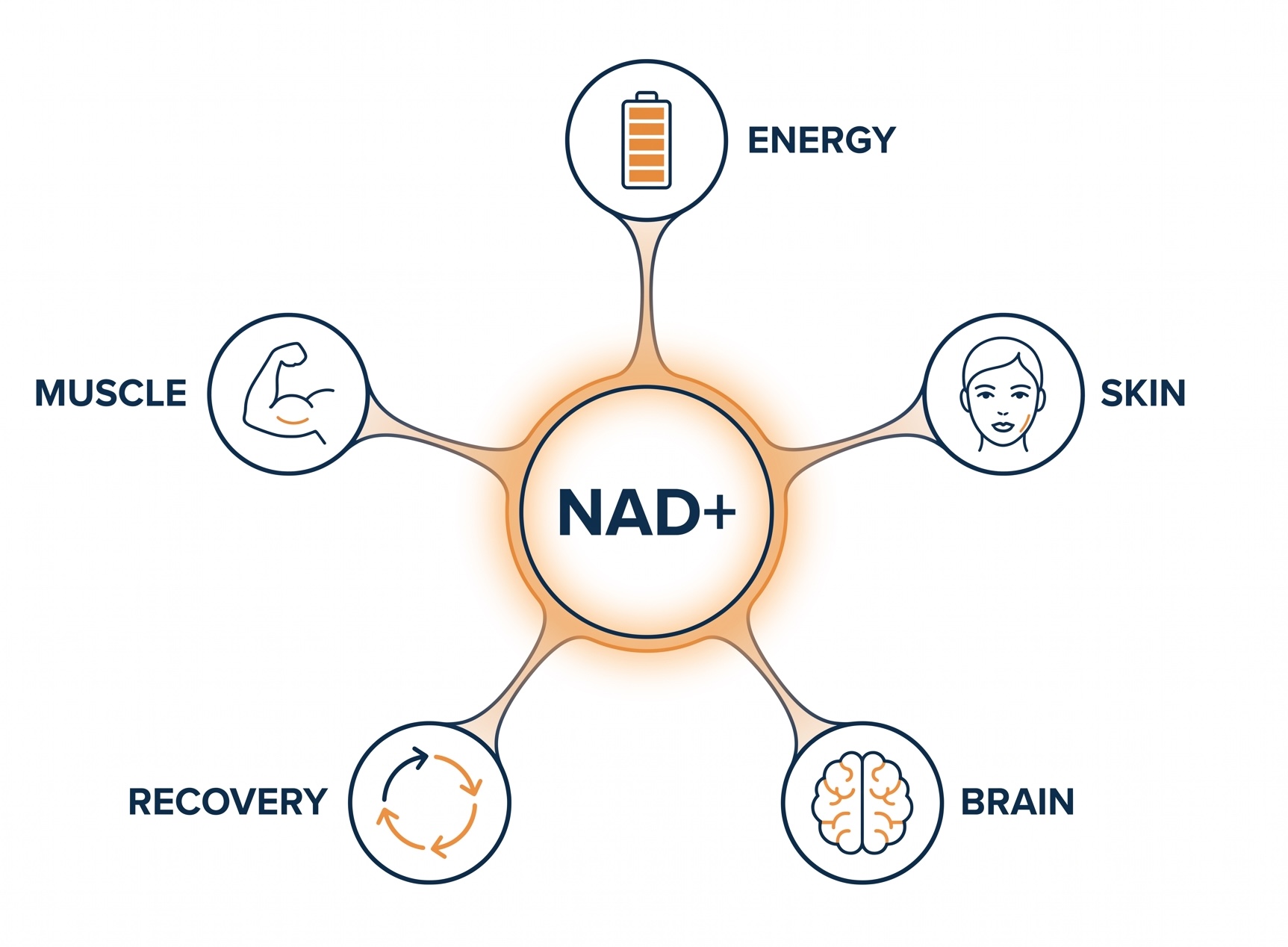 Hub diagram with NAD+ at the center connected to five icons labelled energy, skin, brain, recovery and muscle.